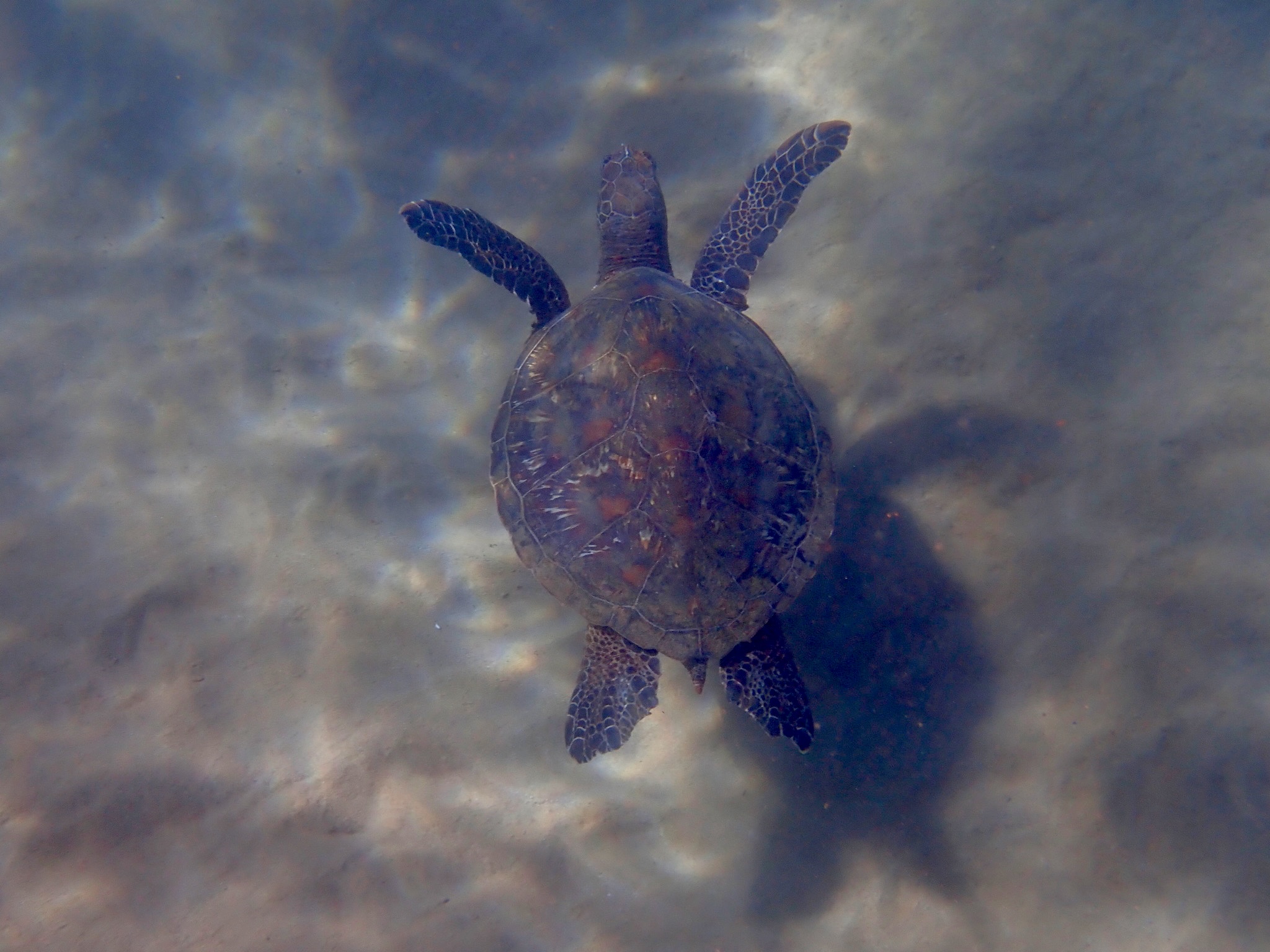 Green Sea Turtle Overhead Live