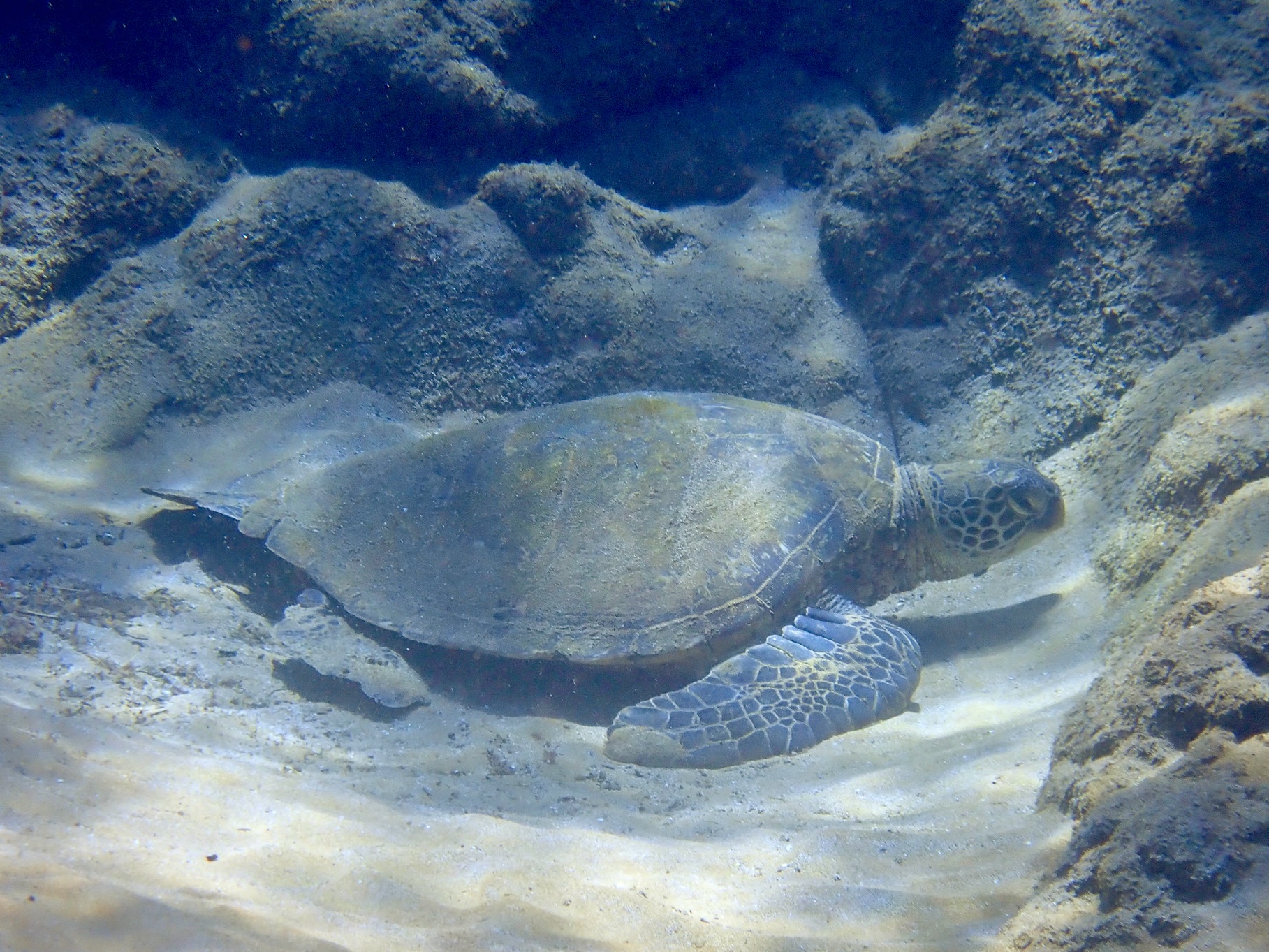 Green Sea Turtle Resting Live