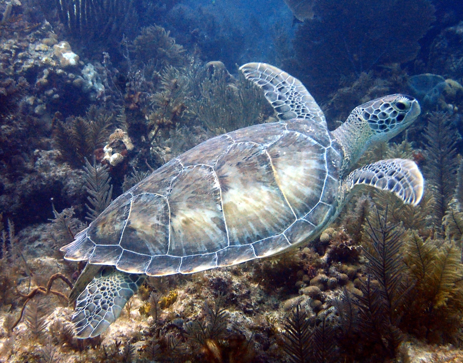 Green Sea Turtle Swimming Live