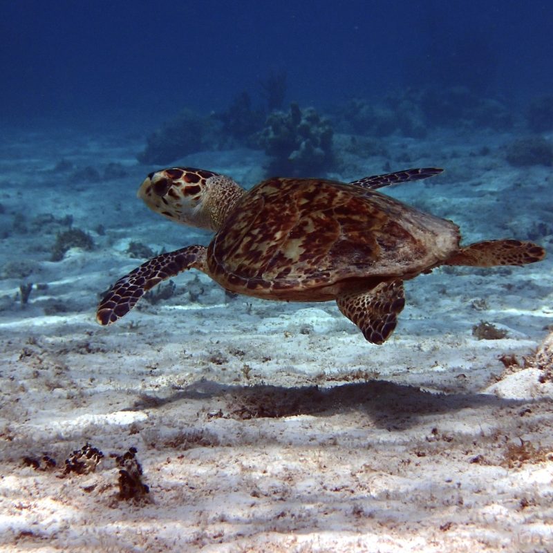 Green Sea Turtle Swimming