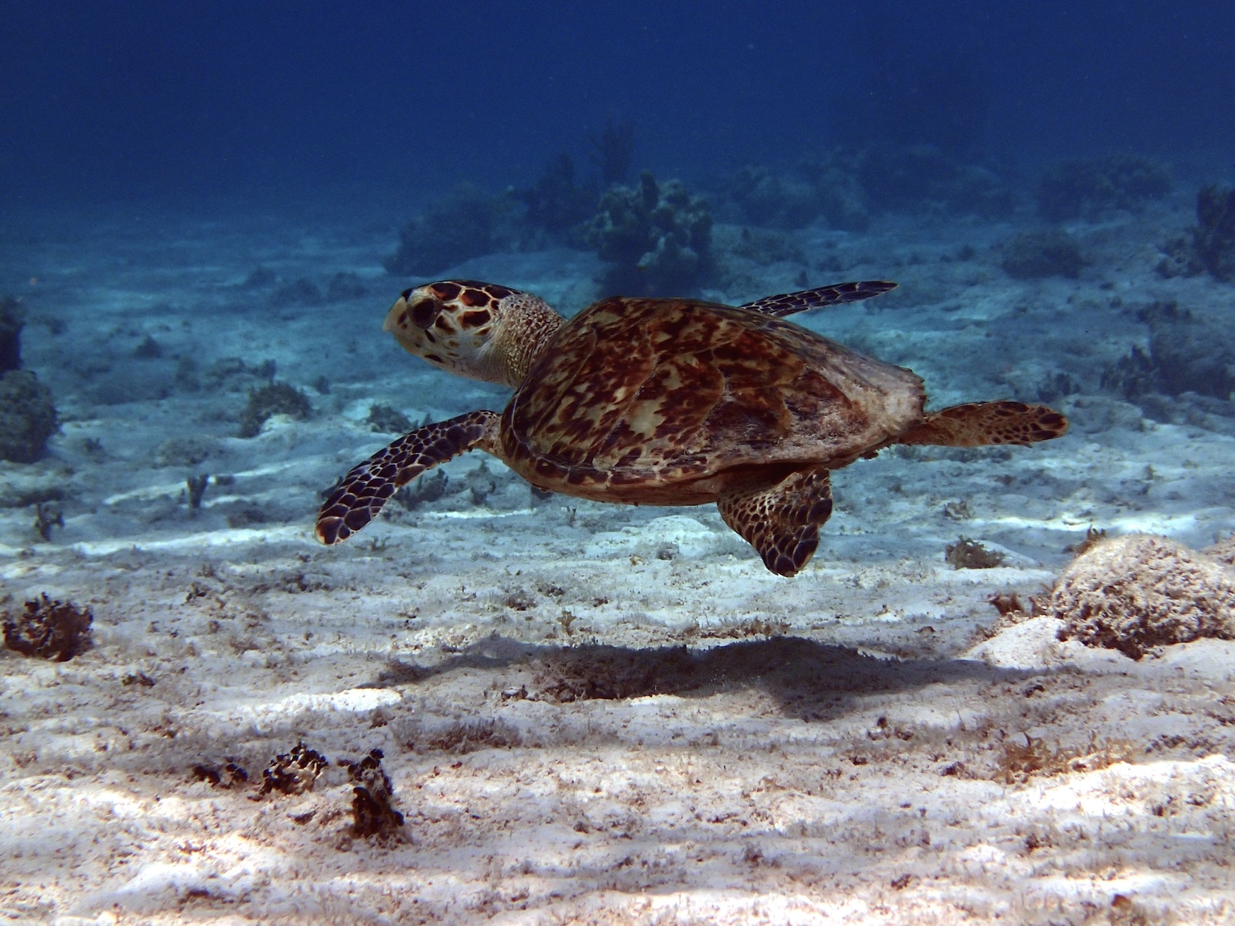 Hawksbill Sea Turtle Live