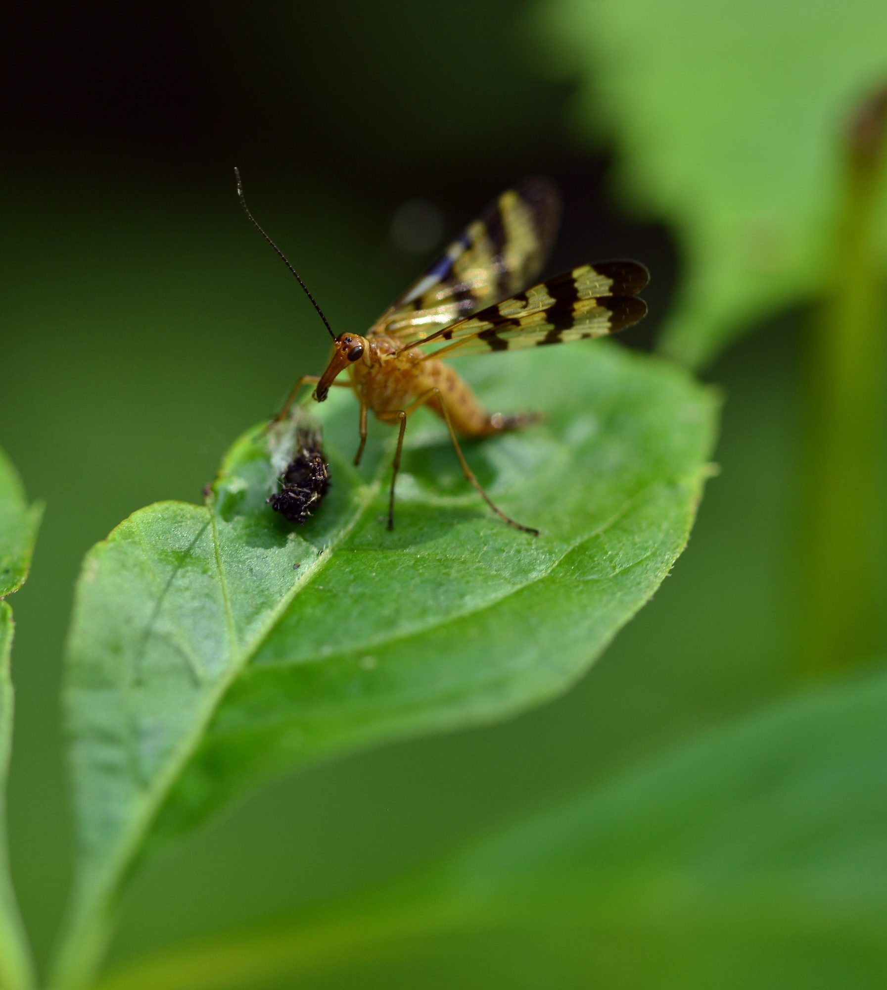 Scorpionfly Live
