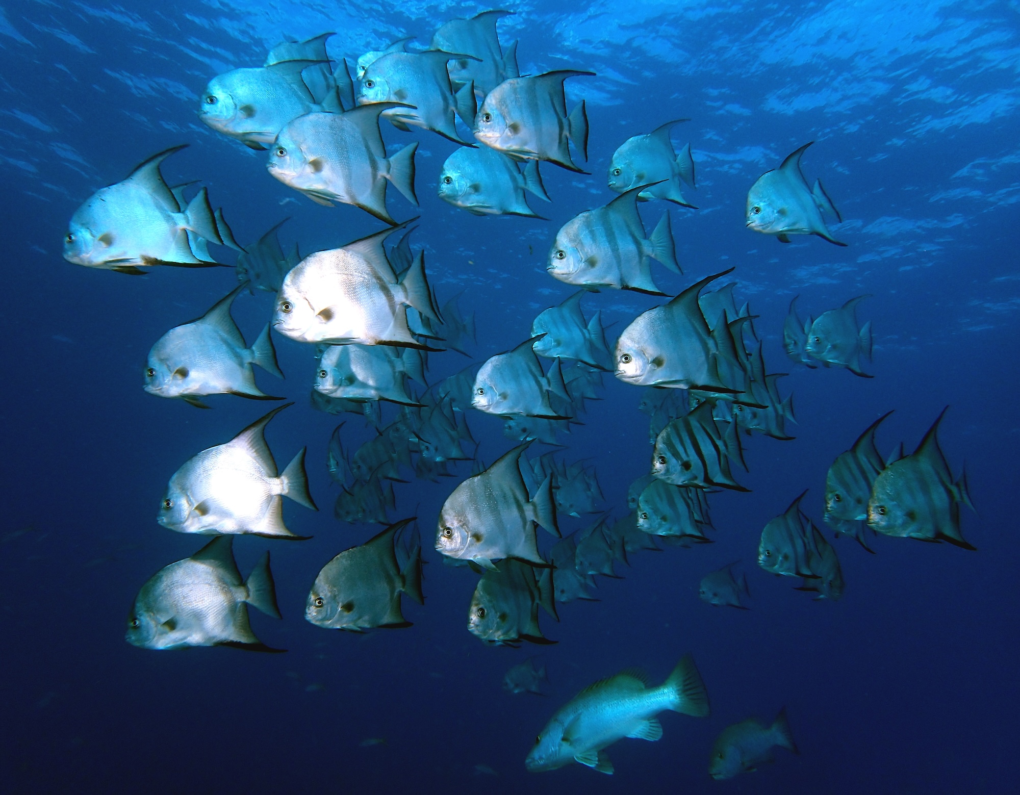 Atlantic Spadefish Live