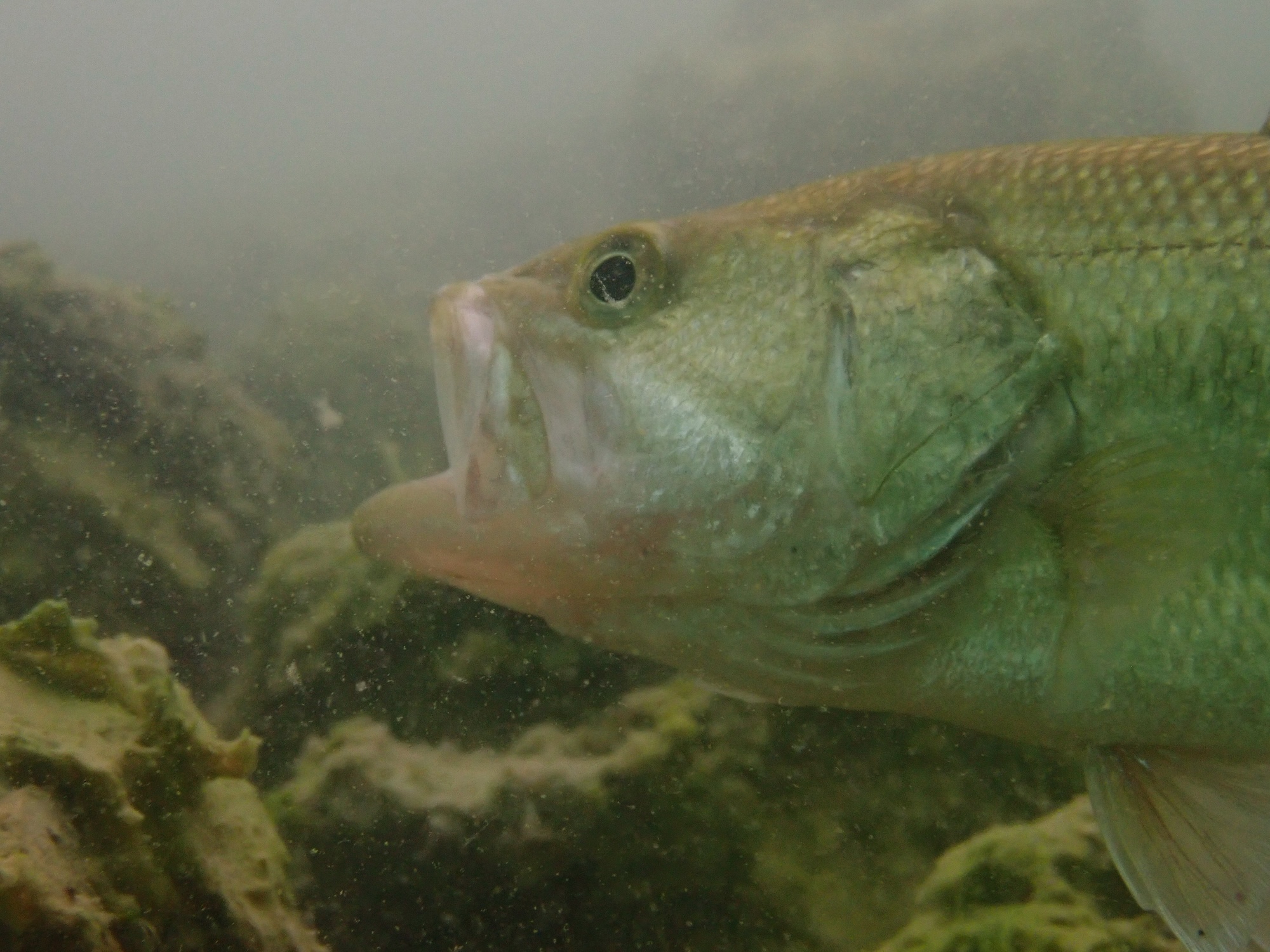 Largemouth Bass Live