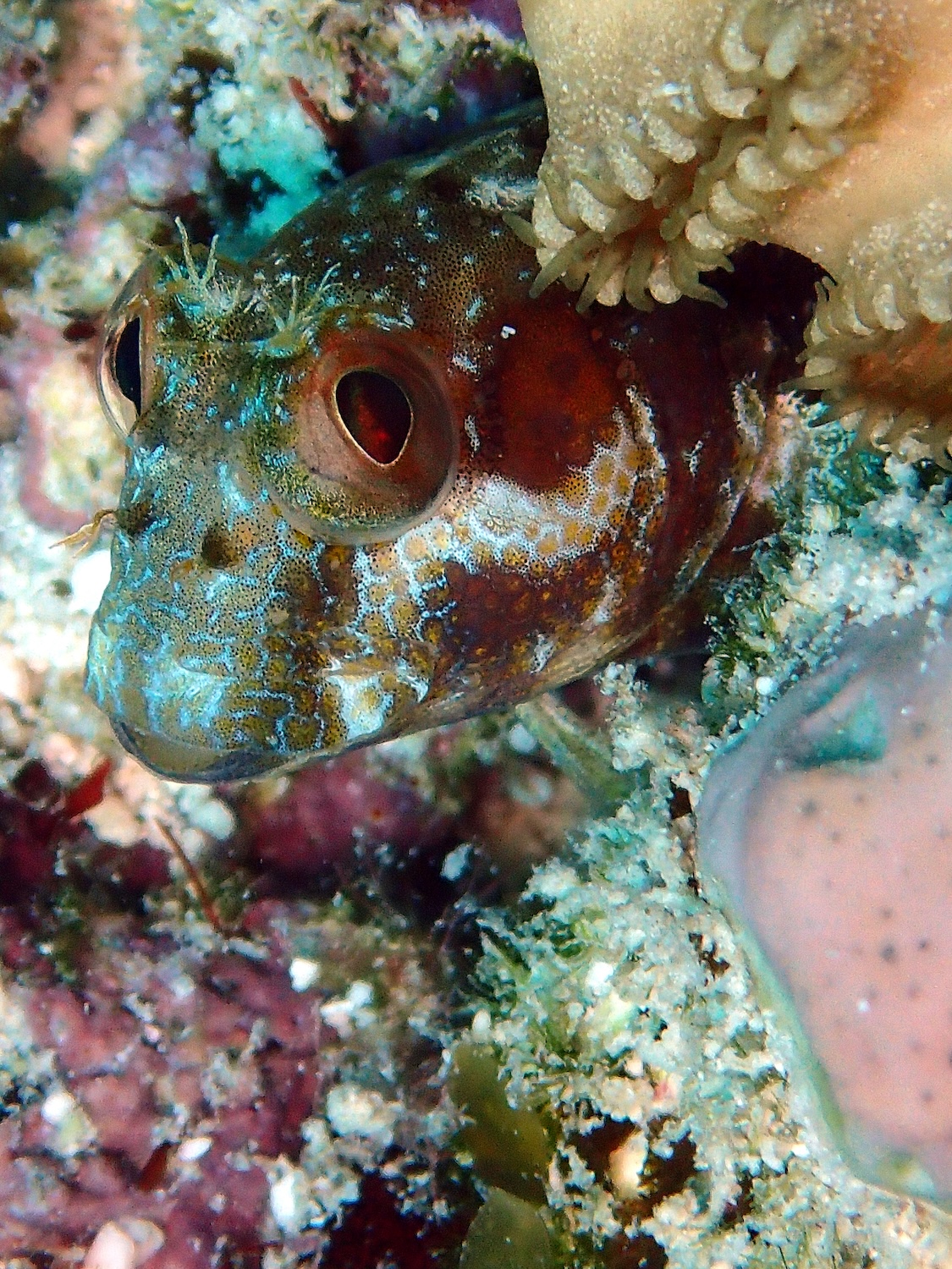 Seaweed Blenny Live