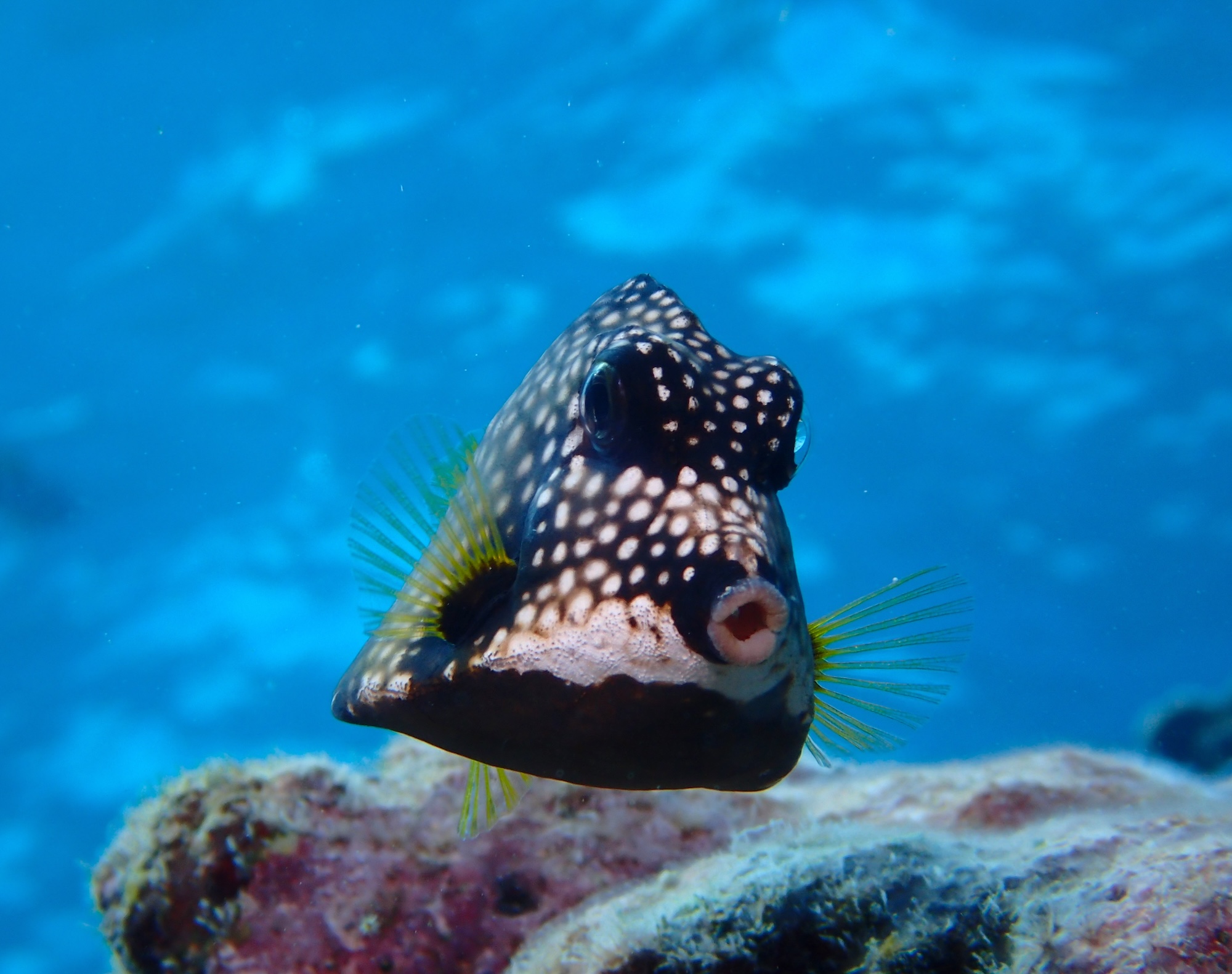 Smooth Trunkfish Live