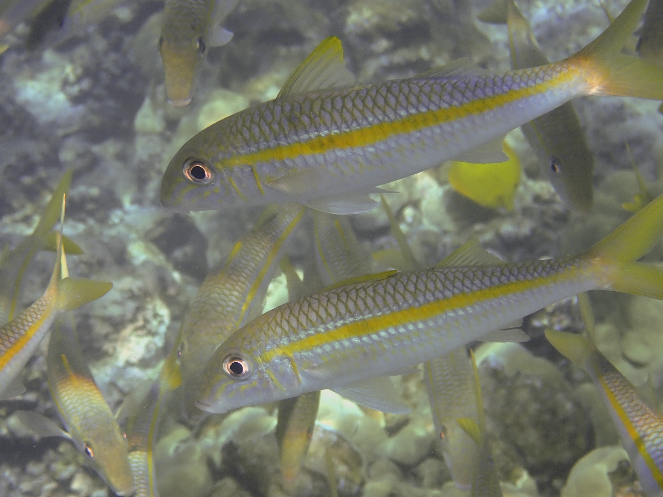 Yellowstripe Goatfish Live