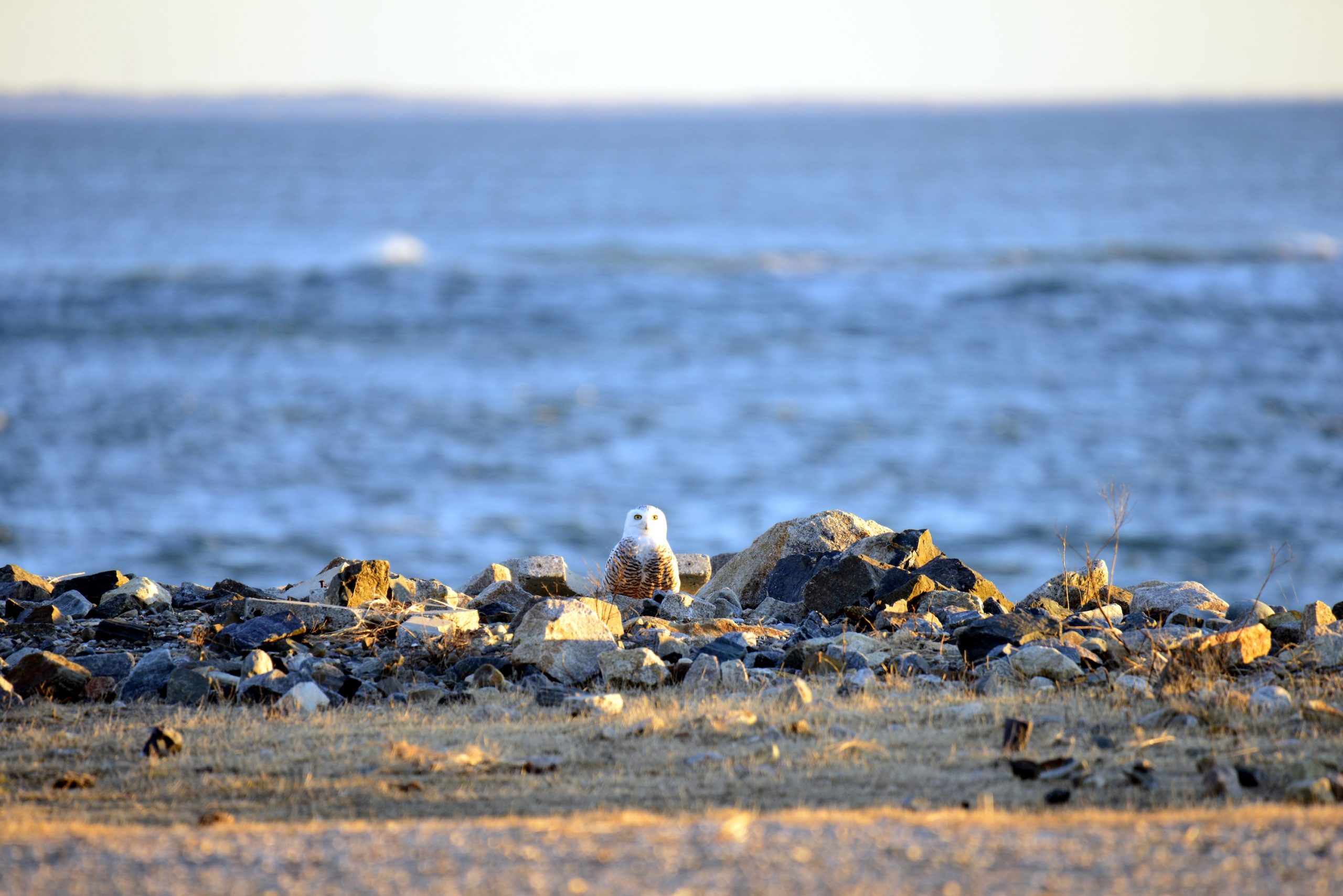 Snowy Owl Hampton Beach Live