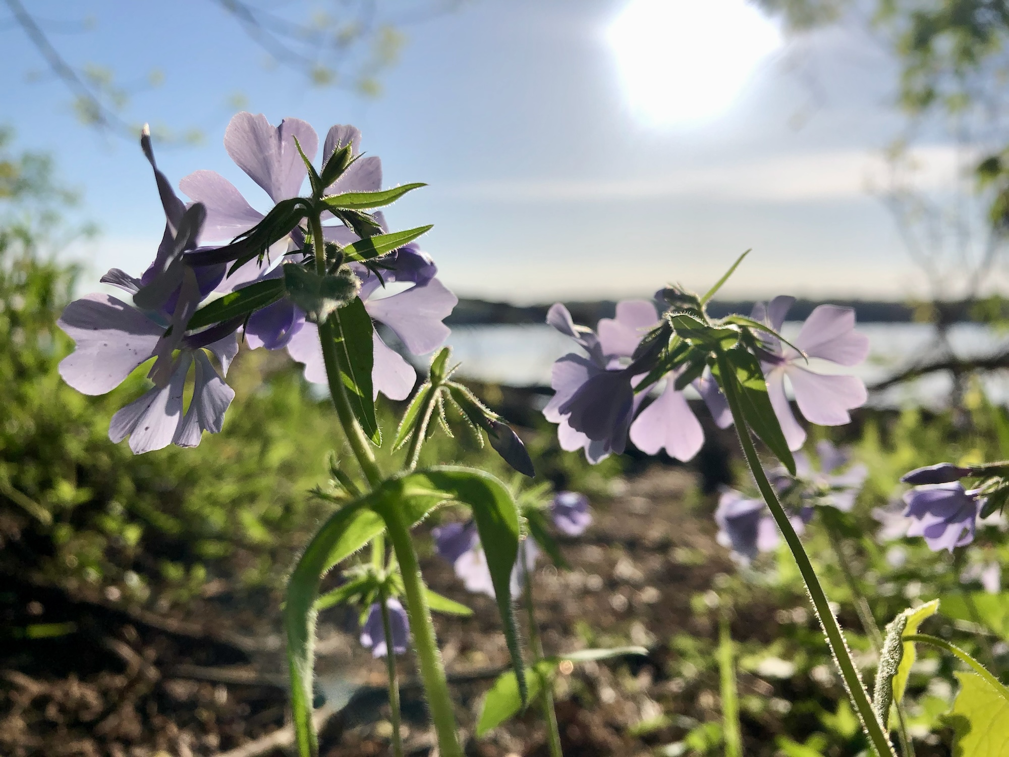 Wild Blue Phlox Live