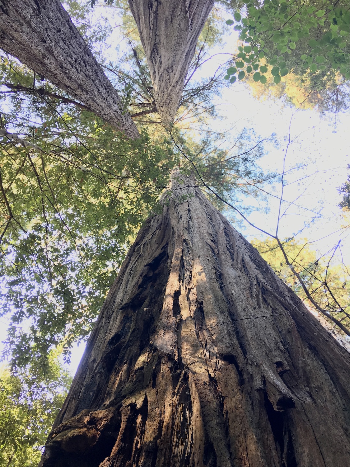 Coast Redwood National Park Live