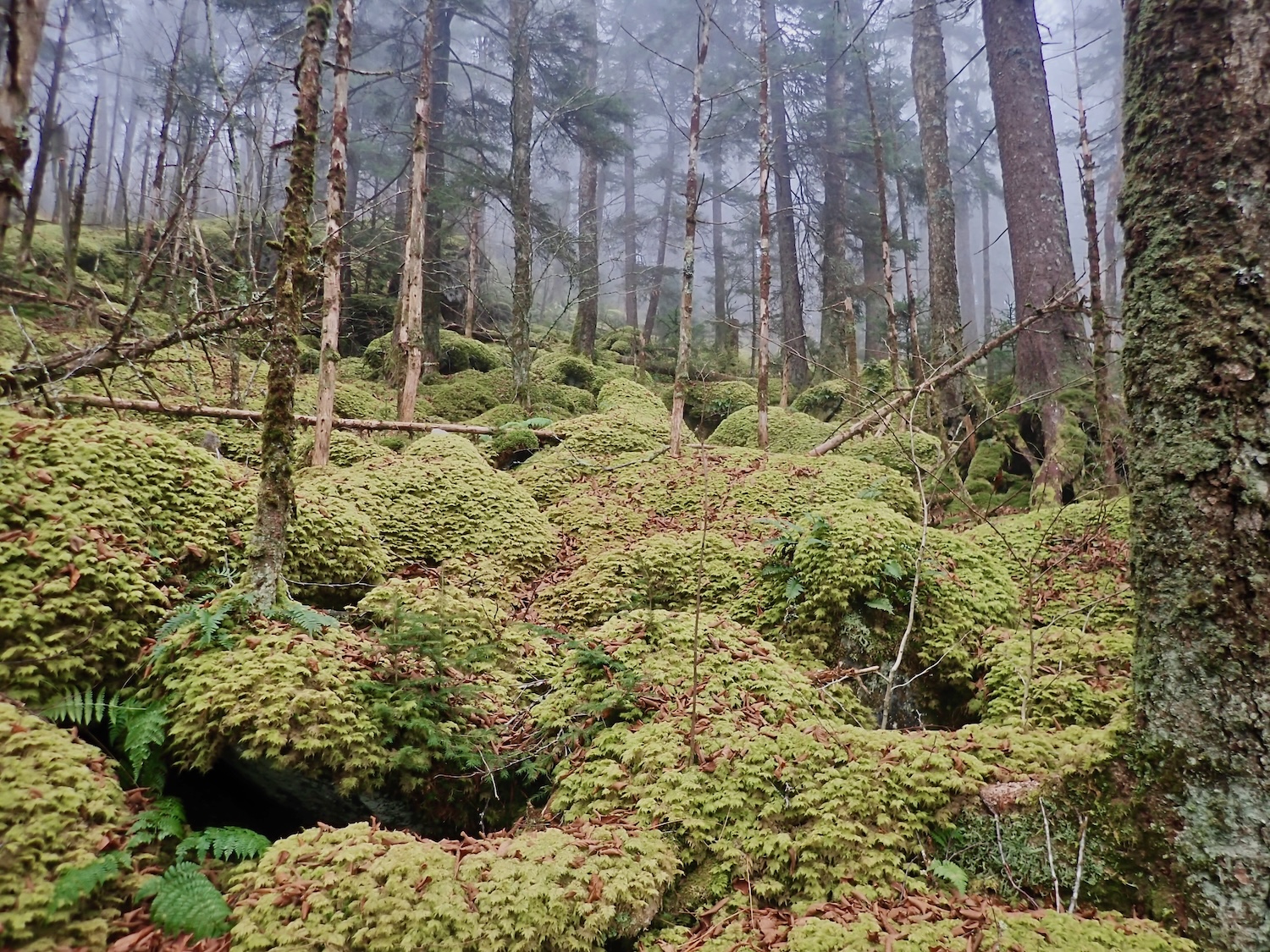 Moss Great Smoky Mountains National Park Live