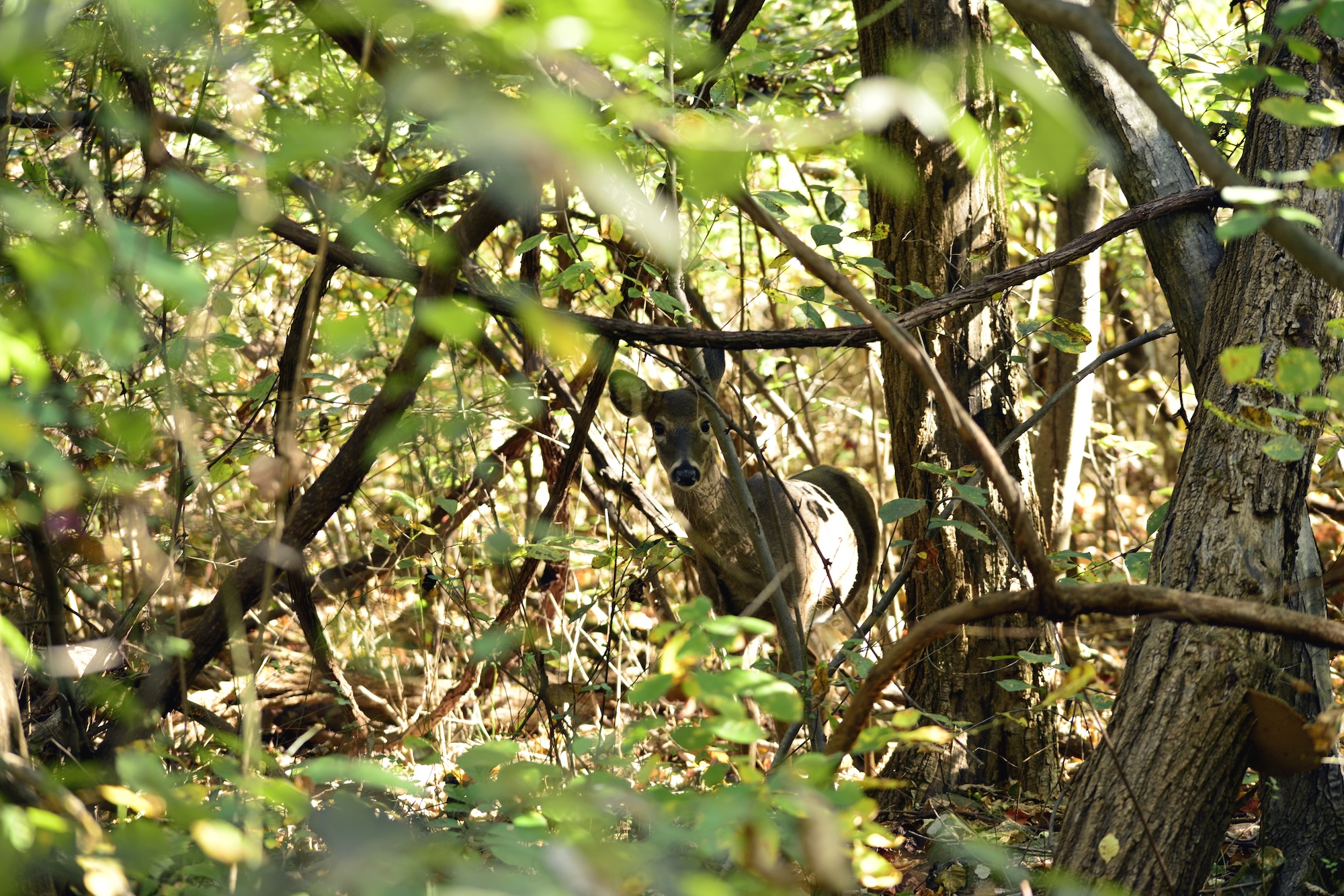 Whitetail Deer Shenandoah National Park Live