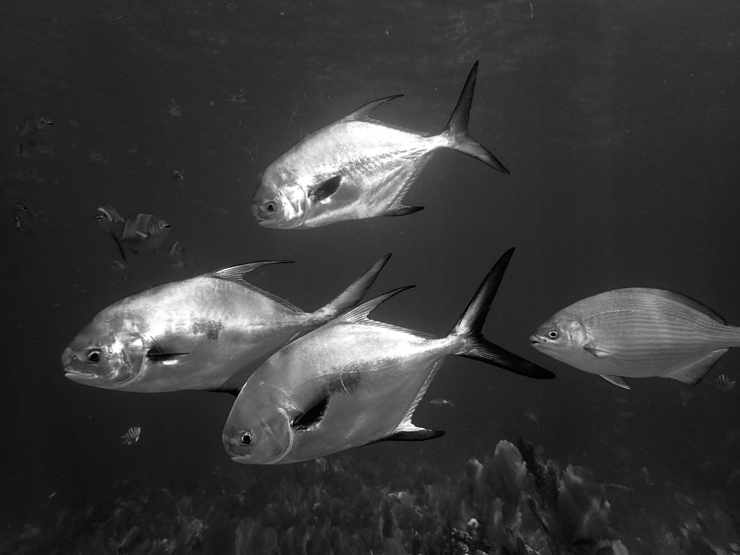 Permit Key Largo Live