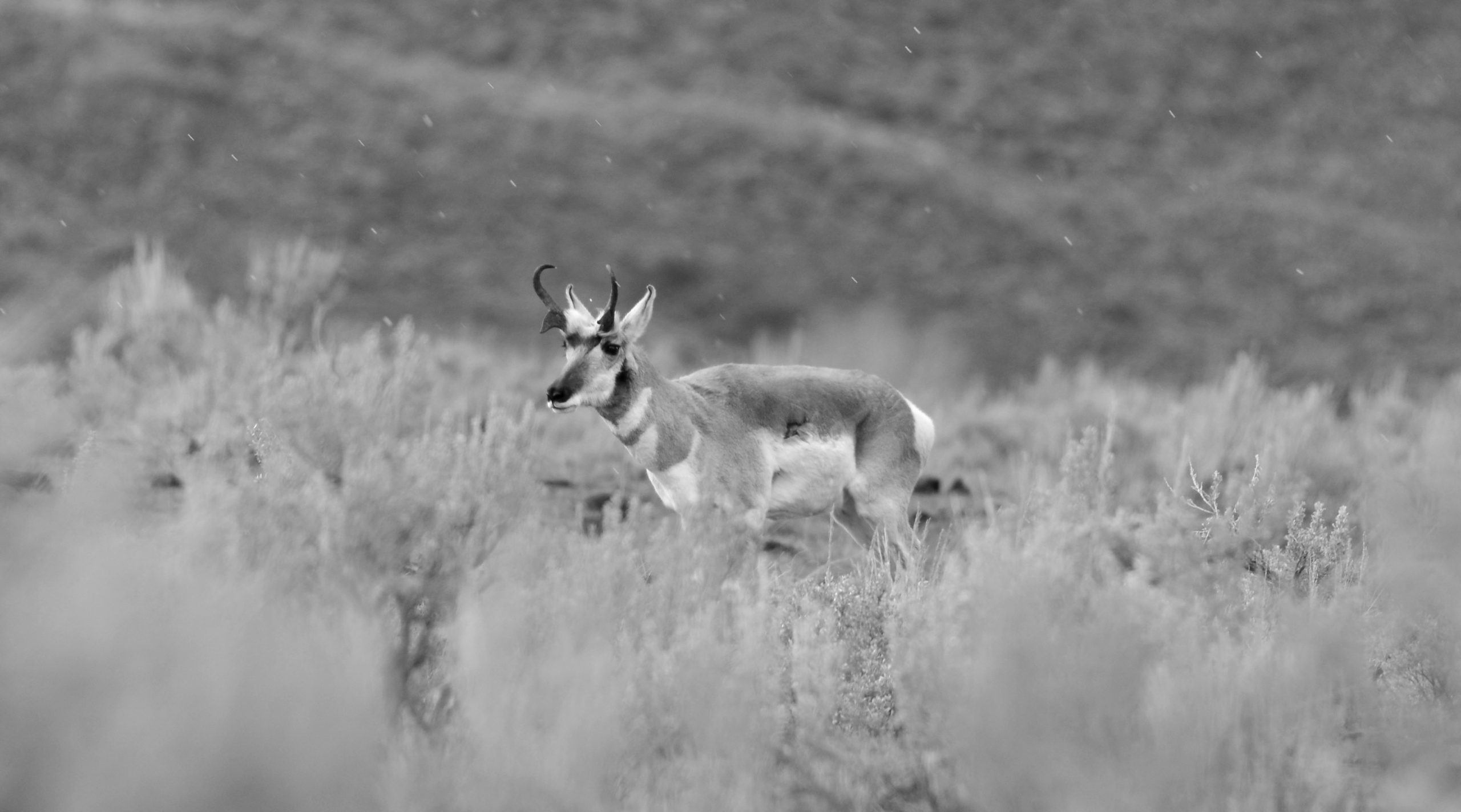 Pronghorn Yellowstone Live