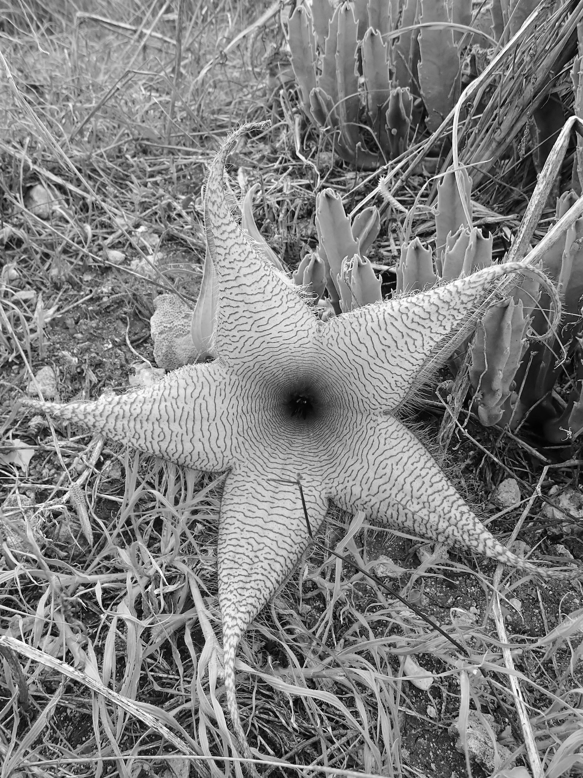 Zulu Giant Ka'ena Point Natural Area Reserve Live