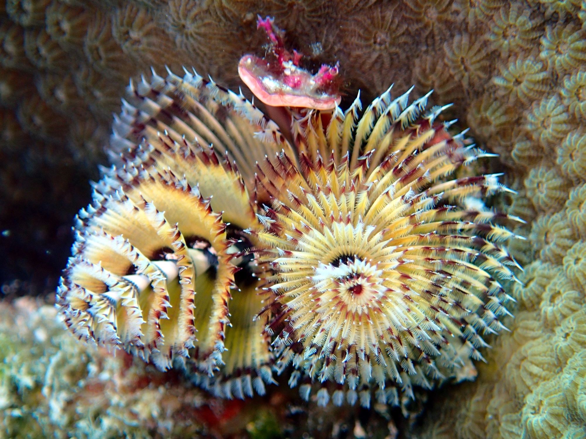 Christmas Tree Worm Live