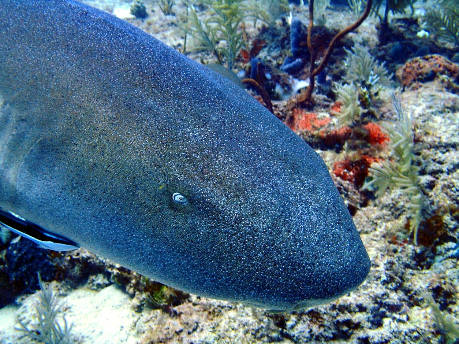 Nurse Shark Live