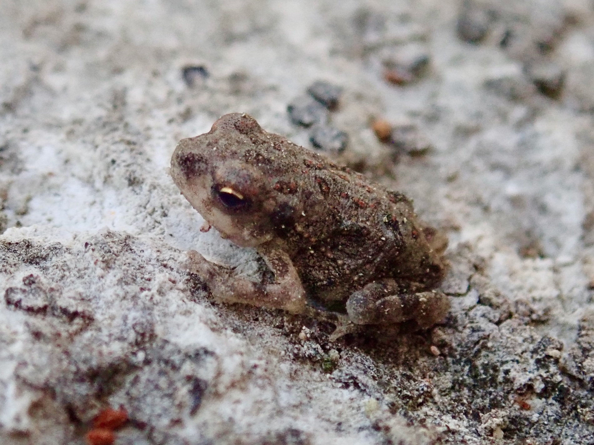 Red-Spotted Toad Live