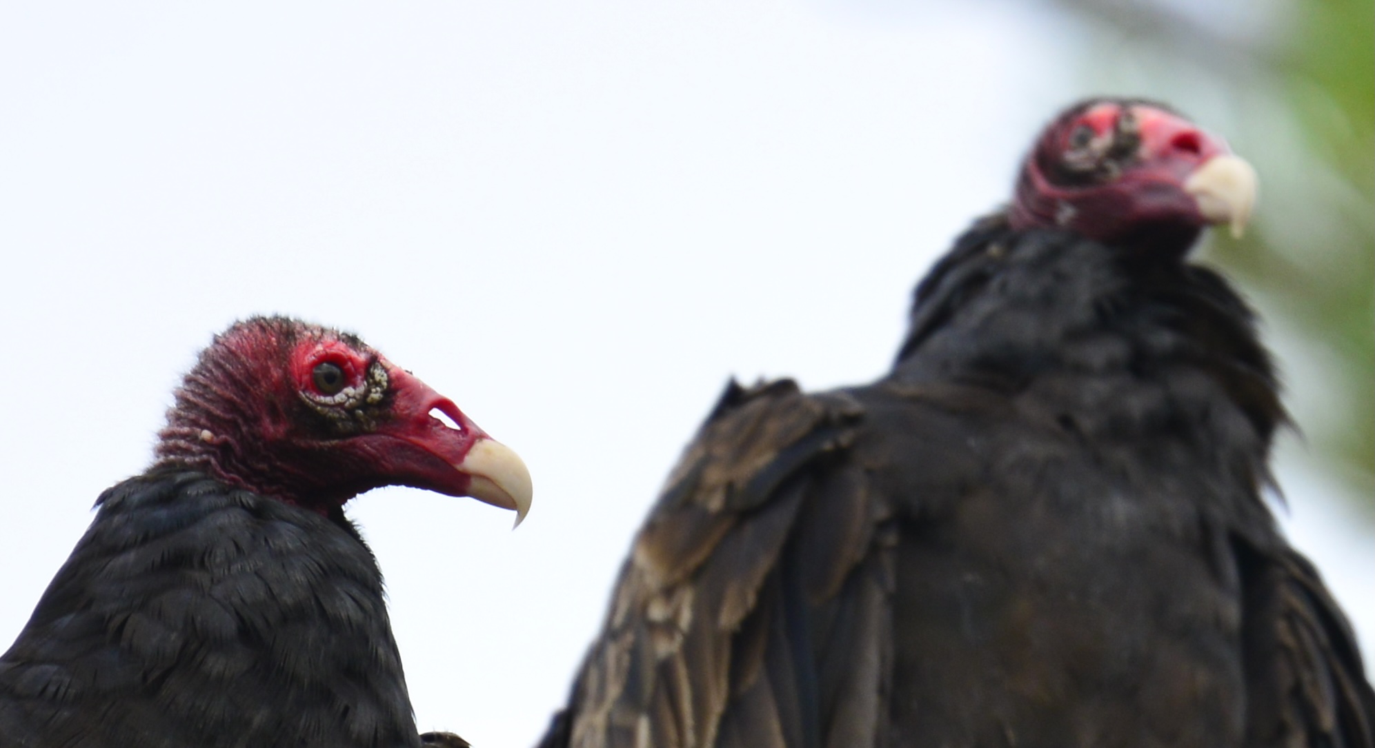 Turkey Vulture Live