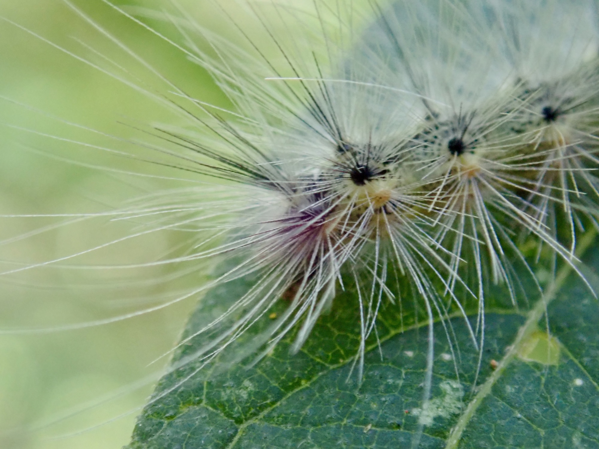 Fall Webworm Moth Live