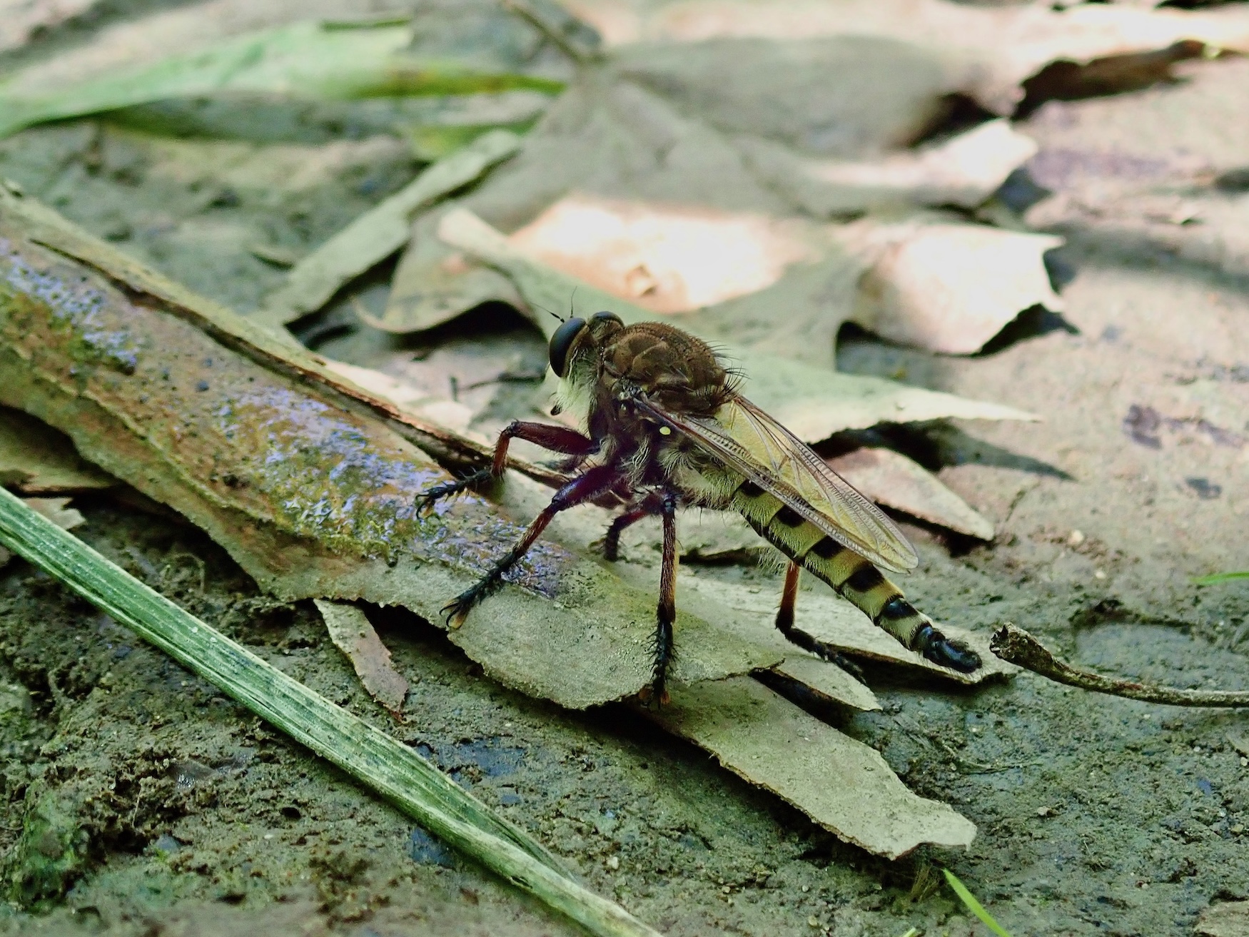 Maroon-Legged Lion Fly Live