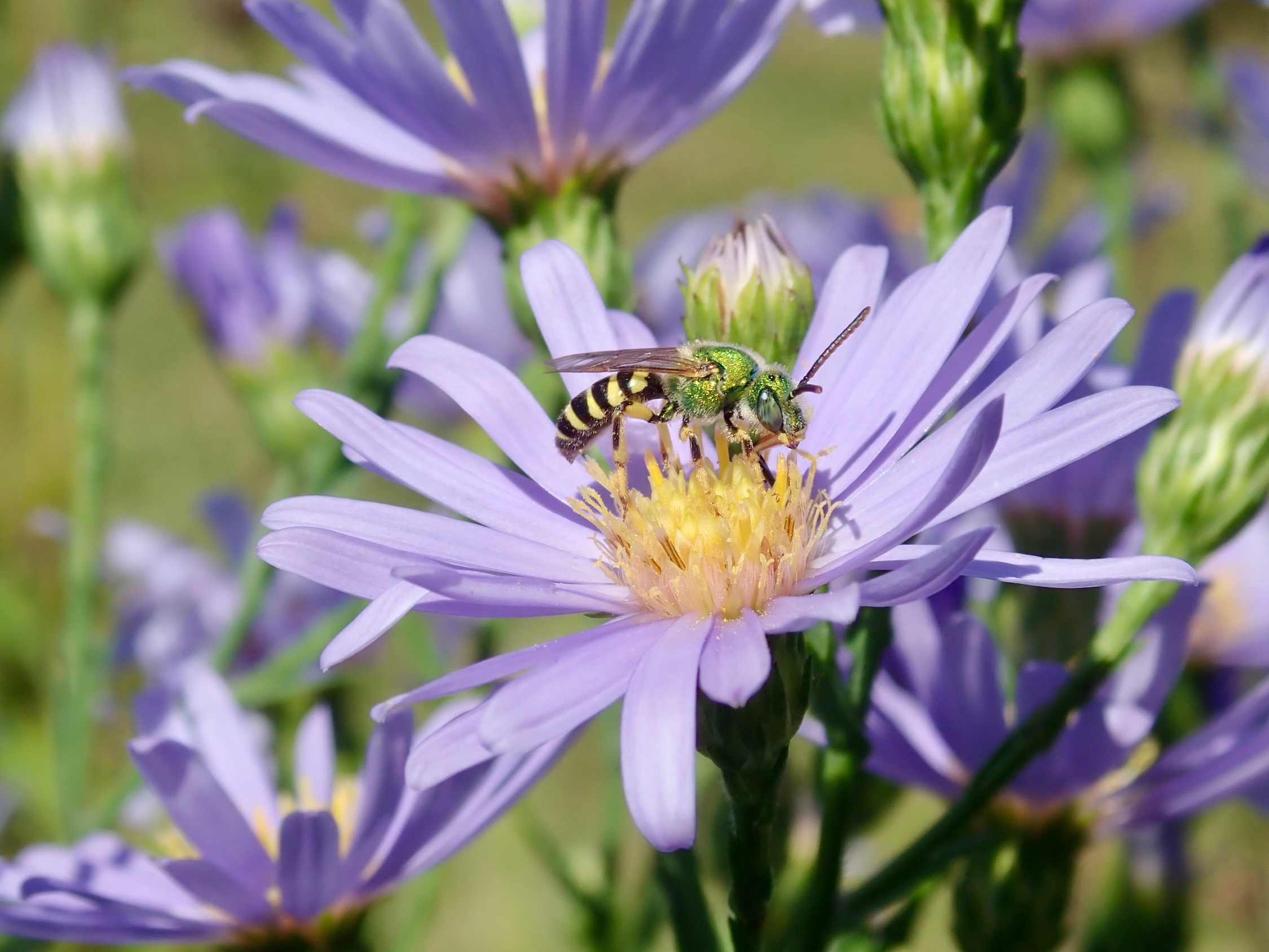 Bicolored Striped Sweat Bee Live