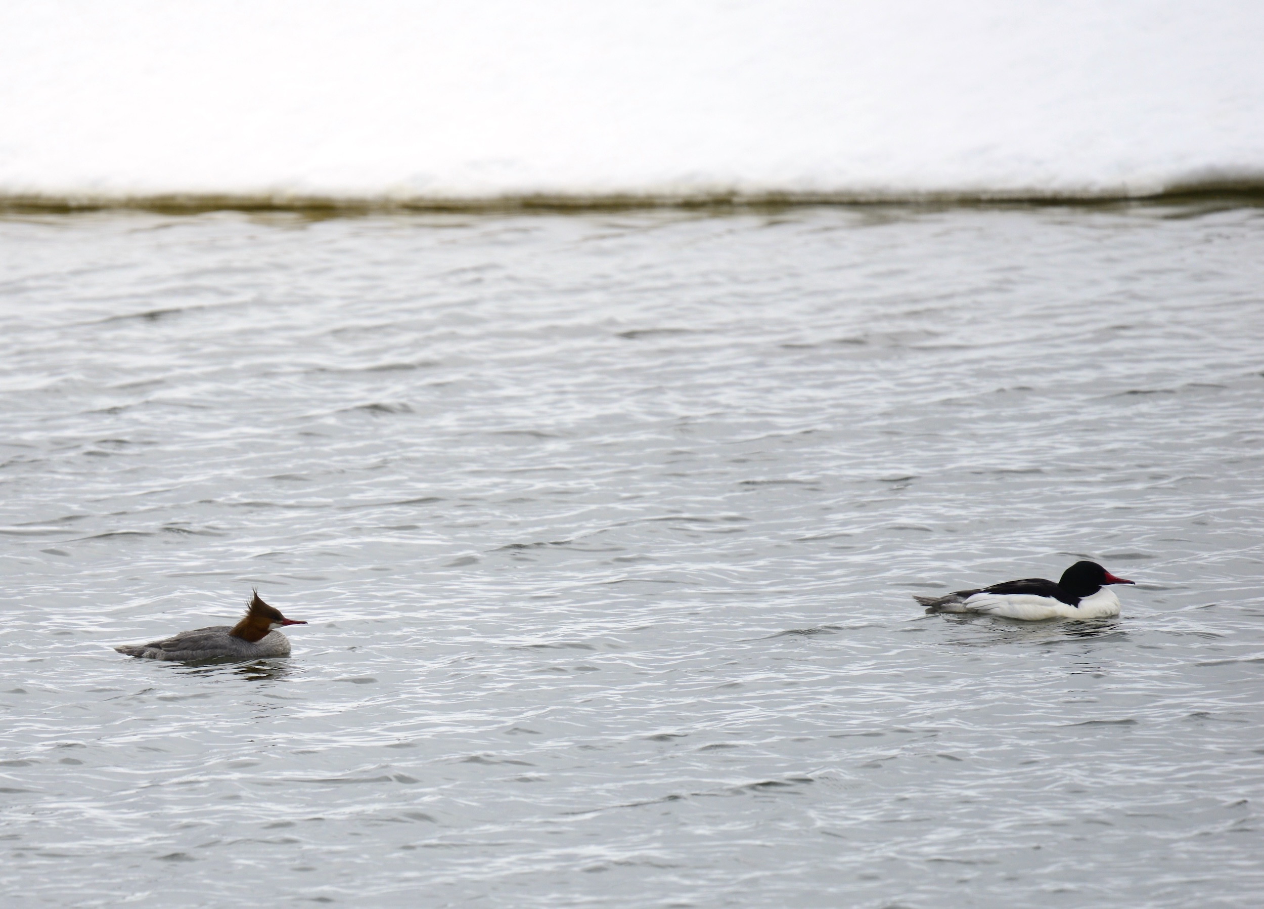 American Common Merganser Live