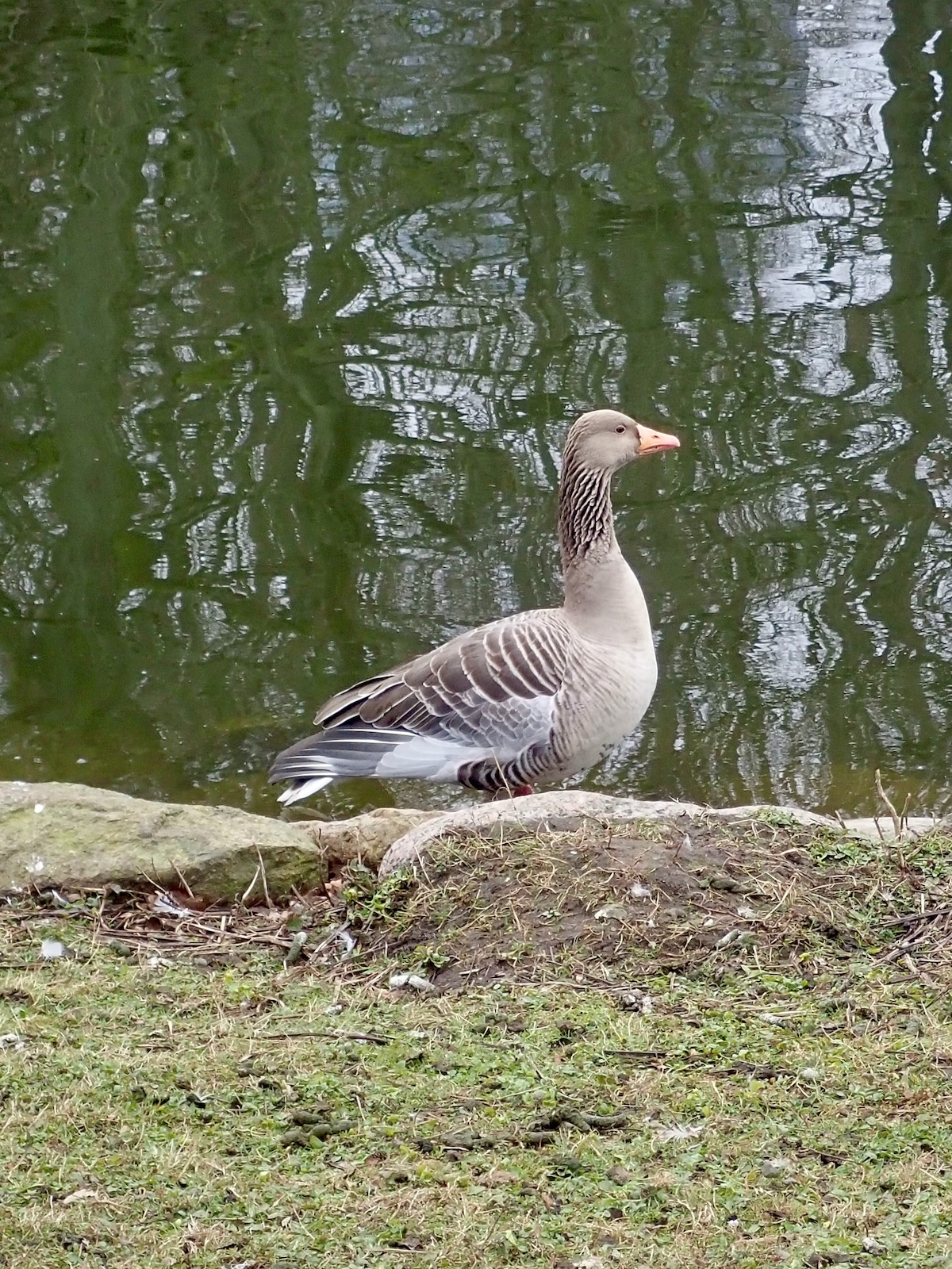 Graylag Goose Live