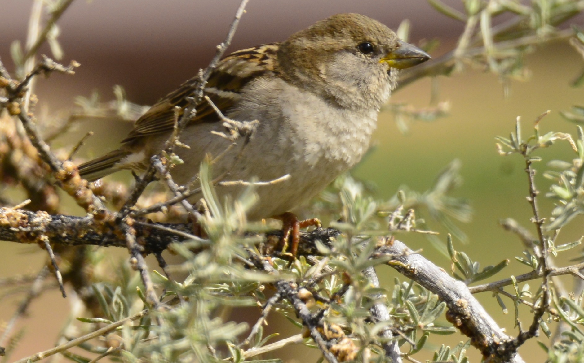 House Sparrow Live