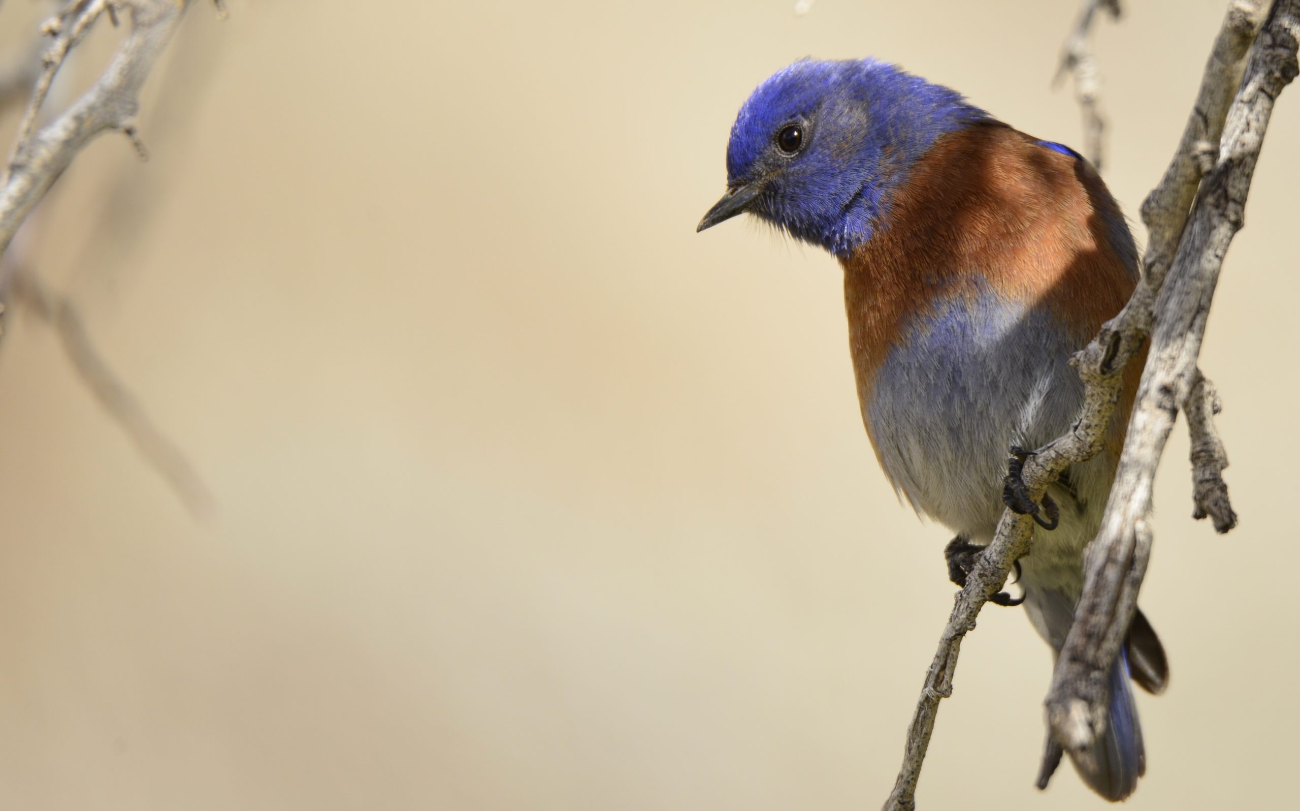 Western Bluebird Zion National Park Live