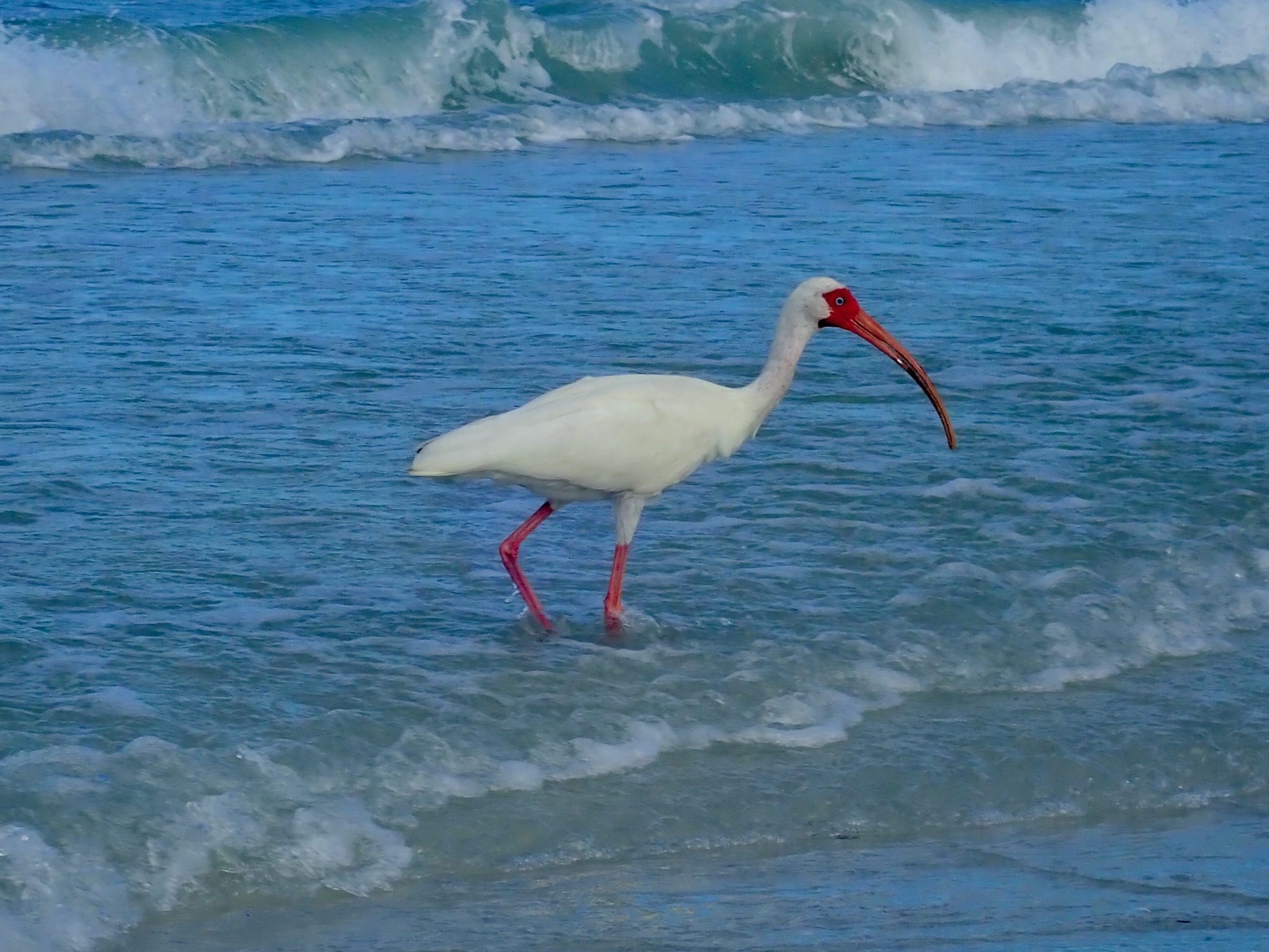 White Ibis Live