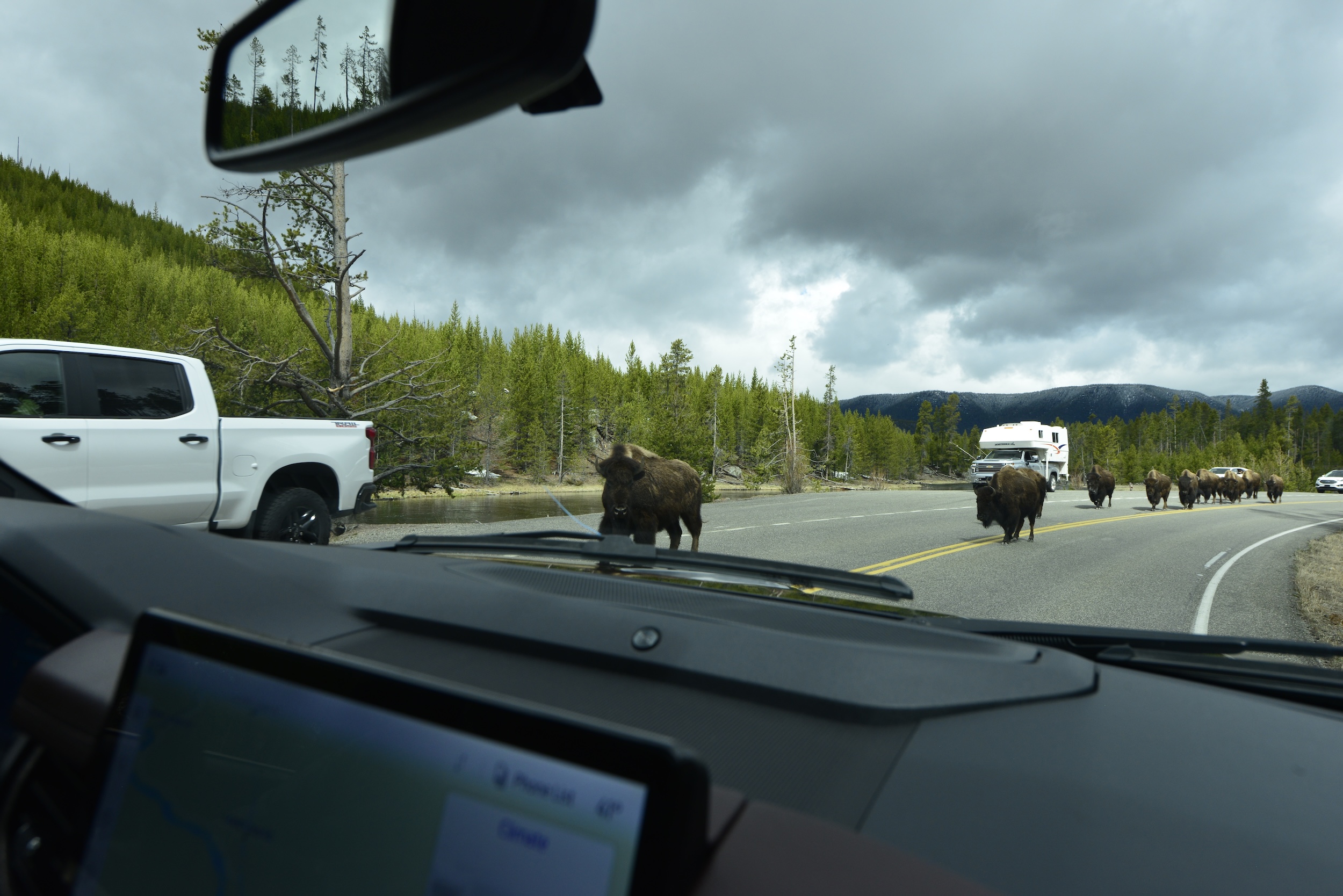 Bison Yellowstone National Park