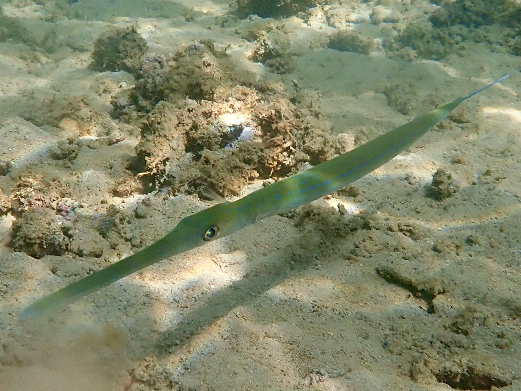 Blue-Spotted Cornetfish