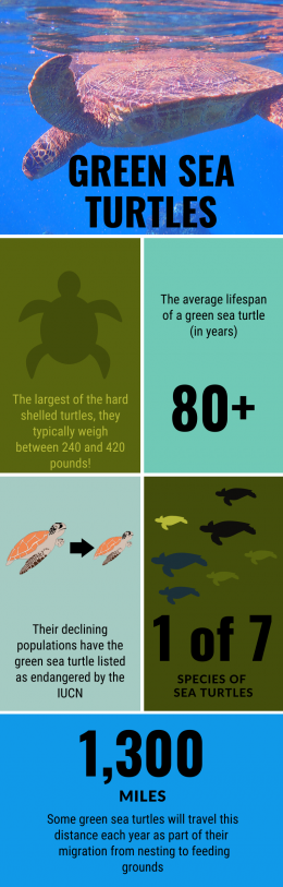 Green Sea Turtle Infographic - Wild Boyz Photography