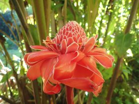 Torch Ginger