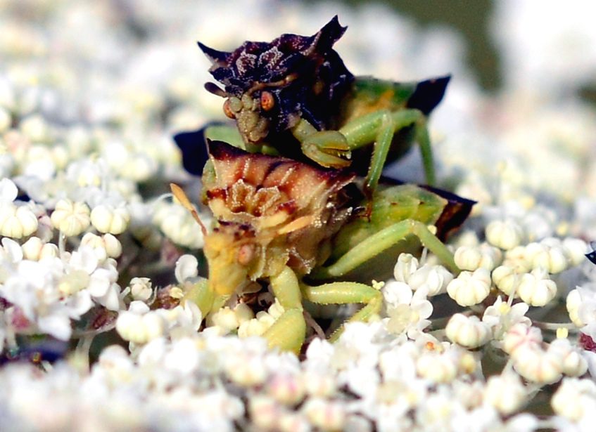 Ambush Bugs and Golden-Eyed Lacewing - Wild Boyz Photography