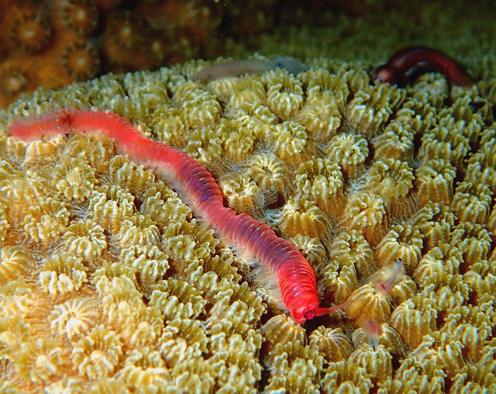 giant blood worm