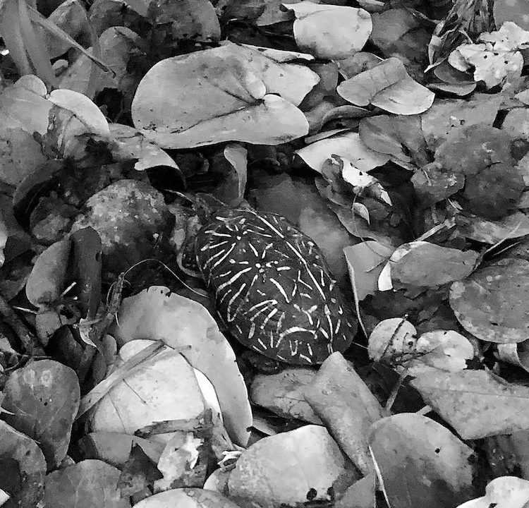 Florida Box Turtle Shell Florida Box Turtle