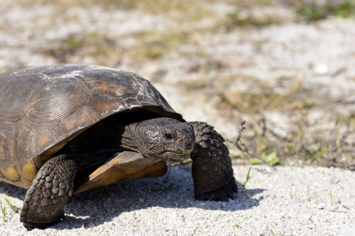 Gopher Tortoise