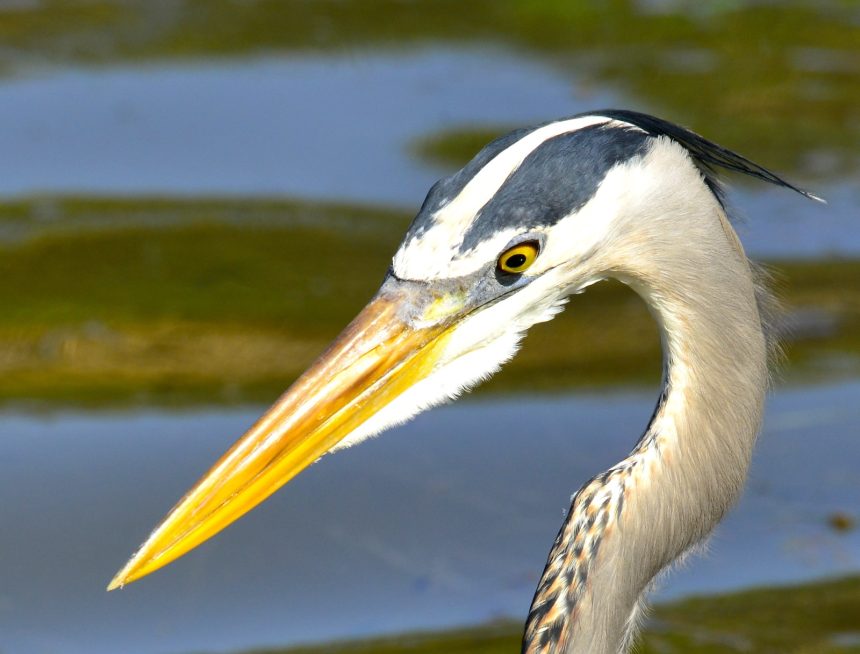 Great Blue Heron