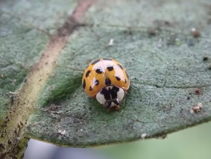 Asian Lady Beetle