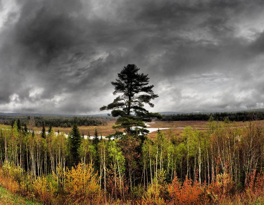 Maine Wilderness Eastern White Pine Wild Boyz Photography