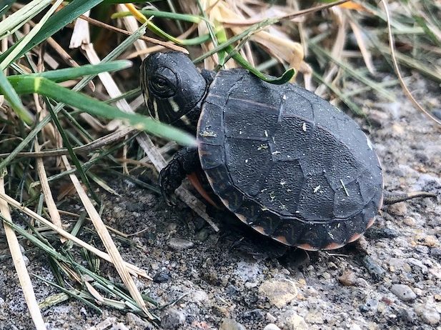 painted-turtle