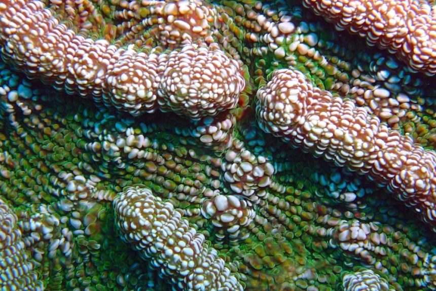 Rough Cactus Coral