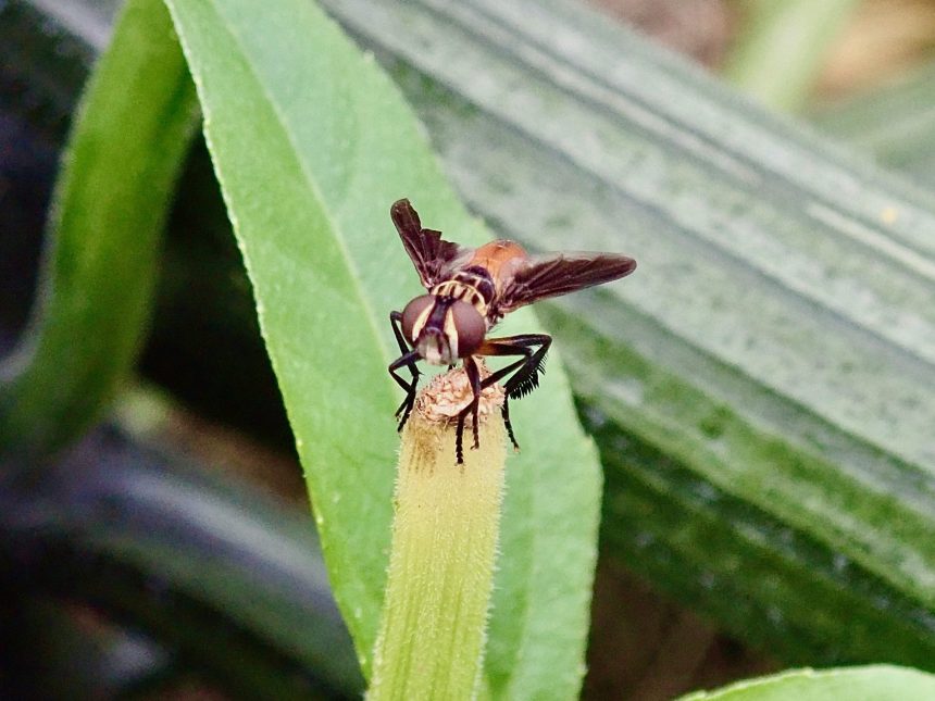 Swift Feather-Legged Fly